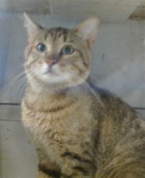 Shelter Stray Unknown Cat last seen Near BLOCK S ROFF AVE, 2811 SE 29th St, Oklahoma City, OK 73129, USA