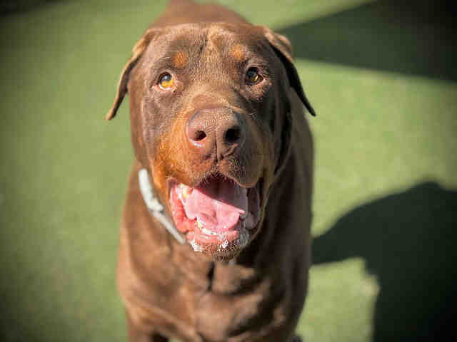 Shelter Stray Male Dog last seen , 2481 Palomar Airport Rd, Carlsbad, CA 92011, USA