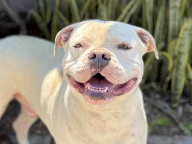 Shelter Stray Male Dog last seen , 2481 Palomar Airport Rd, Carlsbad, CA 92011, USA