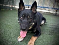 Shelter Stray Male Dog last seen , 5821 Sweetwater Rd, Bonita, CA 91902, USA