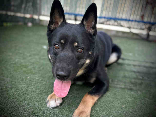 Shelter Stray Male Dog last seen , 5821 Sweetwater Rd, Bonita, CA 91902, USA