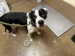 Shelter Stray Male Dog last seen BLOSSOM VALLEY RD, 5821 Sweetwater Rd, Bonita, CA 91902, USA