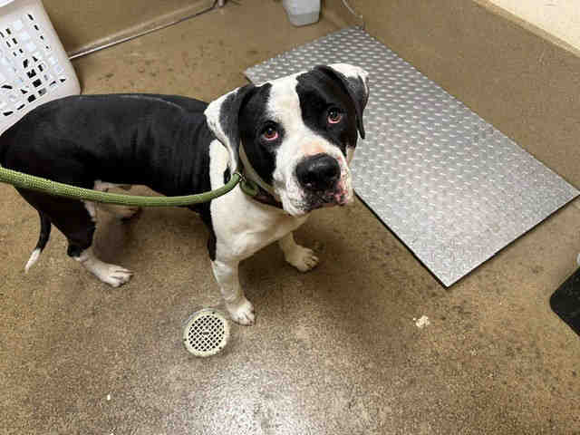 Shelter Stray Male Dog last seen BLOSSOM VALLEY RD, 5821 Sweetwater Rd, Bonita, CA 91902, USA