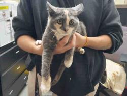 Shelter Stray Female Cat last seen , 2481 Palomar Airport Rd, Carlsbad, CA 92011, USA