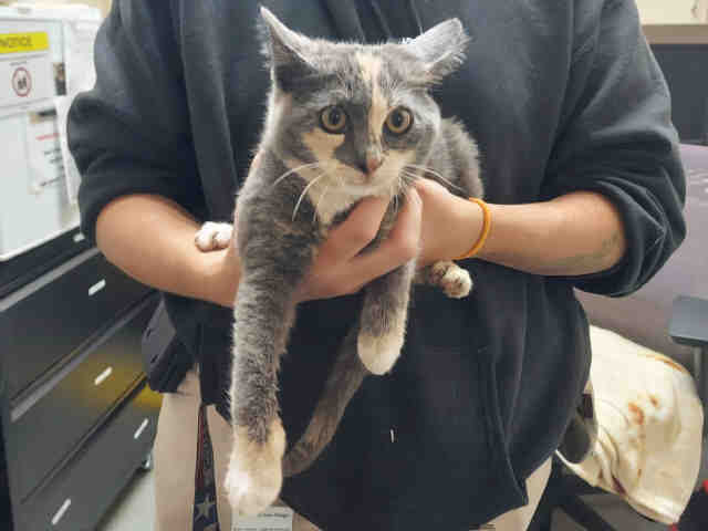 Shelter Stray Female Cat last seen , 2481 Palomar Airport Rd, Carlsbad, CA 92011, USA