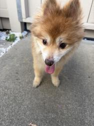 Reunited Male Dog last seen Detroit and Pine Creek Way, Concord, CA 94520