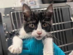 Shelter Stray Male Cat last seen , 5821 Sweetwater Rd, Bonita, CA 91902, USA