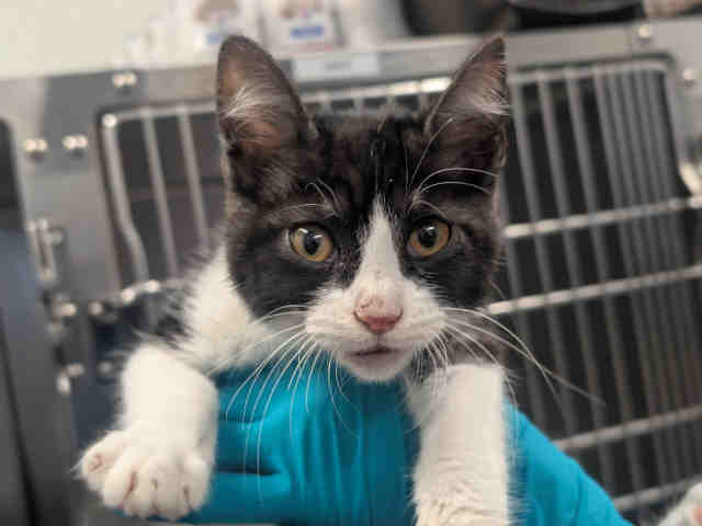 Shelter Stray Male Cat last seen , 5821 Sweetwater Rd, Bonita, CA 91902, USA