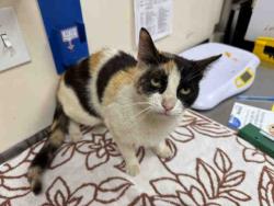 Shelter Stray Female Cat last seen , 2481 Palomar Airport Rd, Carlsbad, CA 92011, USA