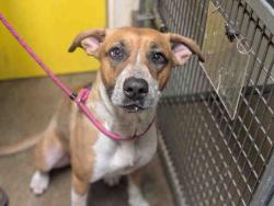 Shelter Stray Female Dog last seen SWEETWATER, 5821 Sweetwater Rd, Bonita, CA 91902, USA