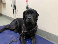 Shelter Stray Female Dog last seen MERIDIAN, 2481 Palomar Airport Rd, Carlsbad, CA 92011, USA