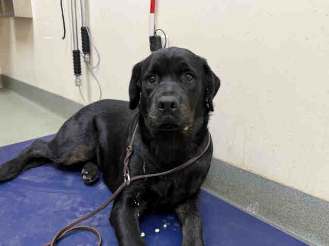 Shelter Stray Female Dog last seen MERIDIAN, 2481 Palomar Airport Rd, Carlsbad, CA 92011, USA