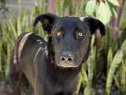 Shelter Stray Male Dog last seen RANGEVIEW, 5821 Sweetwater Rd, Bonita, CA 91902, USA