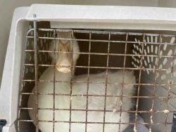 Shelter Stray Unknown Bird last seen LINDO LANE, 5821 Sweetwater Rd, Bonita, CA 91902, USA