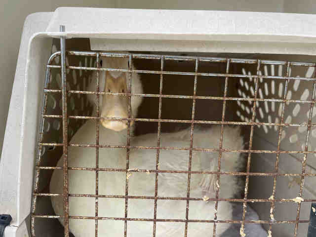 Shelter Stray Unknown Bird last seen LINDO LANE, 5821 Sweetwater Rd, Bonita, CA 91902, USA