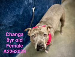 Shelter Stray Female Dog last seen , West Valley Animal Shelter, 20655 Plummer St, Chatsworth, CA 91311, USA