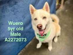 Shelter Stray Male Dog last seen , West Valley Animal Shelter, 20655 Plummer St, Chatsworth, CA 91311, USA