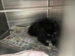 Shelter Stray Male Cat last seen , West Valley Animal Shelter, 20655 Plummer St, Chatsworth, CA 91311, USA