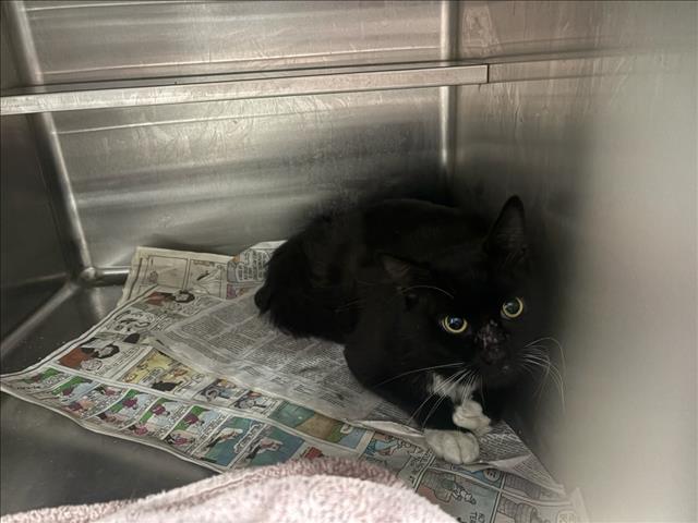 Shelter Stray Male Cat last seen , West Valley Animal Shelter, 20655 Plummer St, Chatsworth, CA 91311, USA