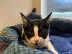 Shelter Stray Female Cat last seen CENTRAL AVE, 5821 Sweetwater Rd, Bonita, CA 91902, USA