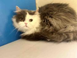 Shelter Stray Male Cat last seen PEPPER VALLEY LN, 5821 Sweetwater Rd, Bonita, CA 91902, USA