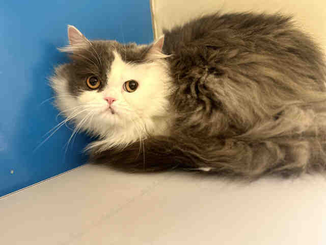 Shelter Stray Male Cat last seen PEPPER VALLEY LN, 5821 Sweetwater Rd, Bonita, CA 91902, USA