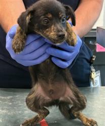 Shelter Stray Male Dog last seen , West Valley Animal Shelter, 20655 Plummer St, Chatsworth, CA 91311, USA