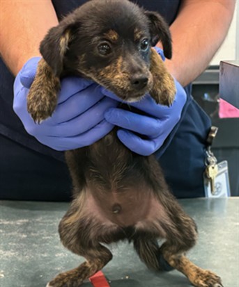 Shelter Stray Male Dog last seen , West Valley Animal Shelter, 20655 Plummer St, Chatsworth, CA 91311, USA