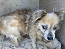Shelter Stray Male Dog last seen , 5821 Sweetwater Rd, Bonita, CA 91902, USA