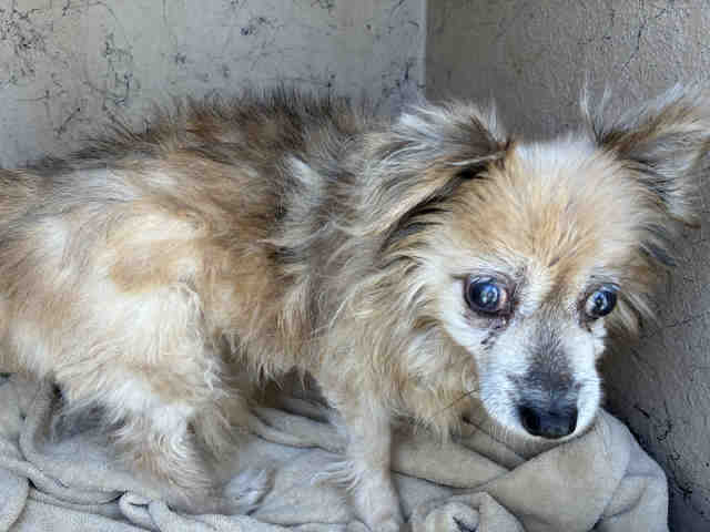 Shelter Stray Male Dog last seen , 5821 Sweetwater Rd, Bonita, CA 91902, USA