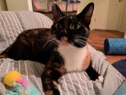 Shelter Stray Female Cat last seen CHARLOTTE, 8315 Byrum Dr, Charlotte, NC 28217, USA