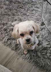 Shelter Stray Female Dog last seen CHARLOTTE, 8315 Byrum Dr, Charlotte, NC 28217, USA