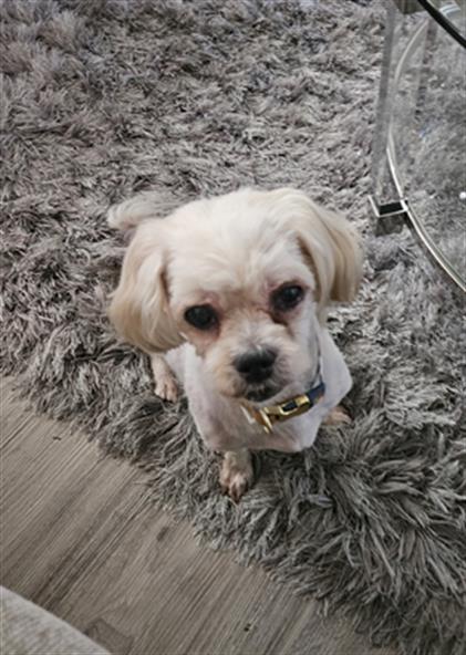 Shelter Stray Female Dog last seen CHARLOTTE, 8315 Byrum Dr, Charlotte, NC 28217, USA