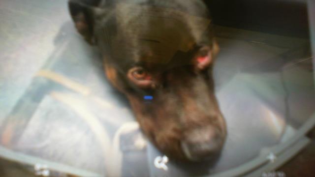 Shelter Stray Male Dog last seen CHARLOTTE, 8315 Byrum Dr, Charlotte, NC 28217, USA