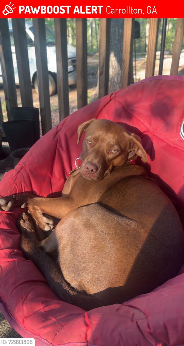 Lost Female Dog last seen Burwell rd, Carrollton, GA 30117