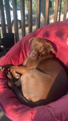Lost Female Dog last seen Burwell rd, Carrollton, GA 30117