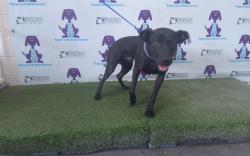 Shelter Stray Male Dog last seen , 2769 Conroy Rd, Orlando, FL 32839, USA