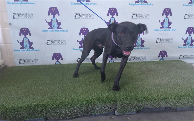 Shelter Stray Male Dog last seen , 2769 Conroy Rd, Orlando, FL 32839, USA