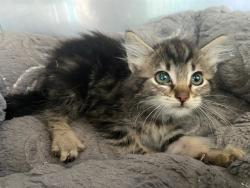 Shelter Stray Female Cat last seen , 4275 Elton St, Baldwin Park, CA 91706, USA