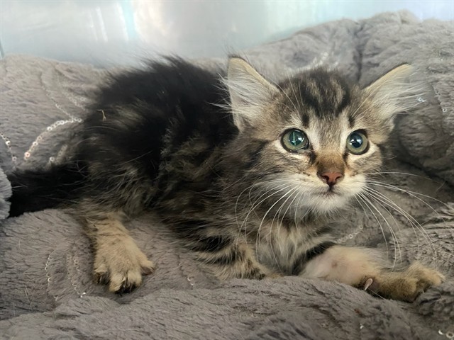 Shelter Stray Female Cat last seen , 4275 Elton St, Baldwin Park, CA 91706, USA
