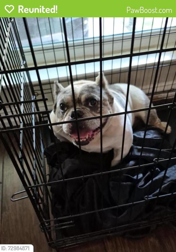 Reunited Female Dog last seen Ira st. Haltom city, Haltom City, TX 76117