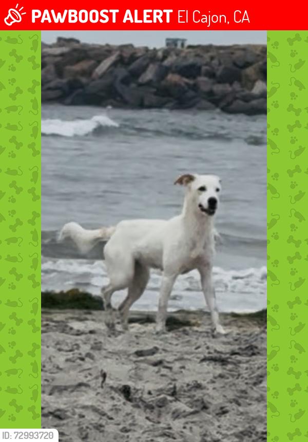Lost Female Dog last seen Calle Albara off Jamacha Rd; (lives in Rancho Villas), El Cajon, CA 92019
