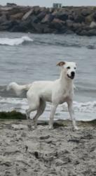 Lost Female Dog last seen Calle Albara off Jamacha Rd; (lives in Rancho Villas), El Cajon, CA 92019