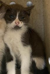 Shelter Stray Female Cat last seen , 4275 Elton St, Baldwin Park, CA 91706, USA