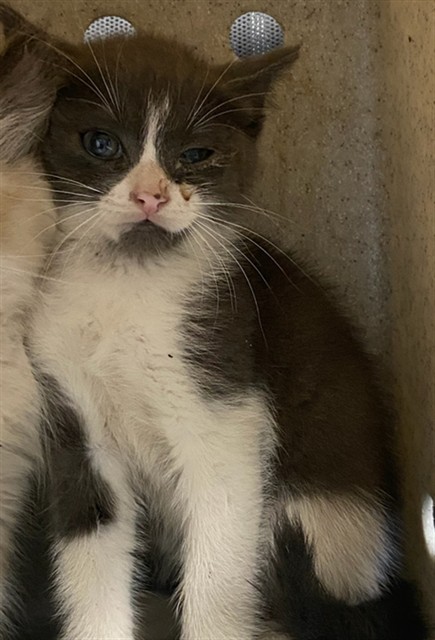 Shelter Stray Female Cat last seen , 4275 Elton St, Baldwin Park, CA 91706, USA