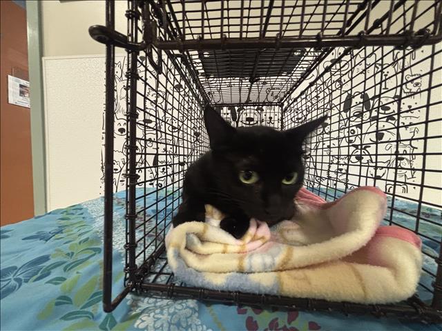 Shelter Stray Female Cat last seen , 957 N Gaffey St, San Pedro, CA 90731, USA
