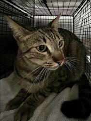 Shelter Stray Male Cat last seen , 957 N Gaffey St, San Pedro, CA 90731, USA