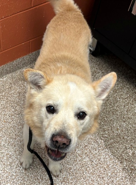 Shelter Stray Male Dog last seen Near BLOCK PINE ST, PUEBLO CO 81004, 4600 Eagleridge Pl, Pueblo, CO 81008, USA