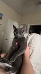 Lost Female Cat last seen Aspen Heights Parkway , Columbia, MO 65201