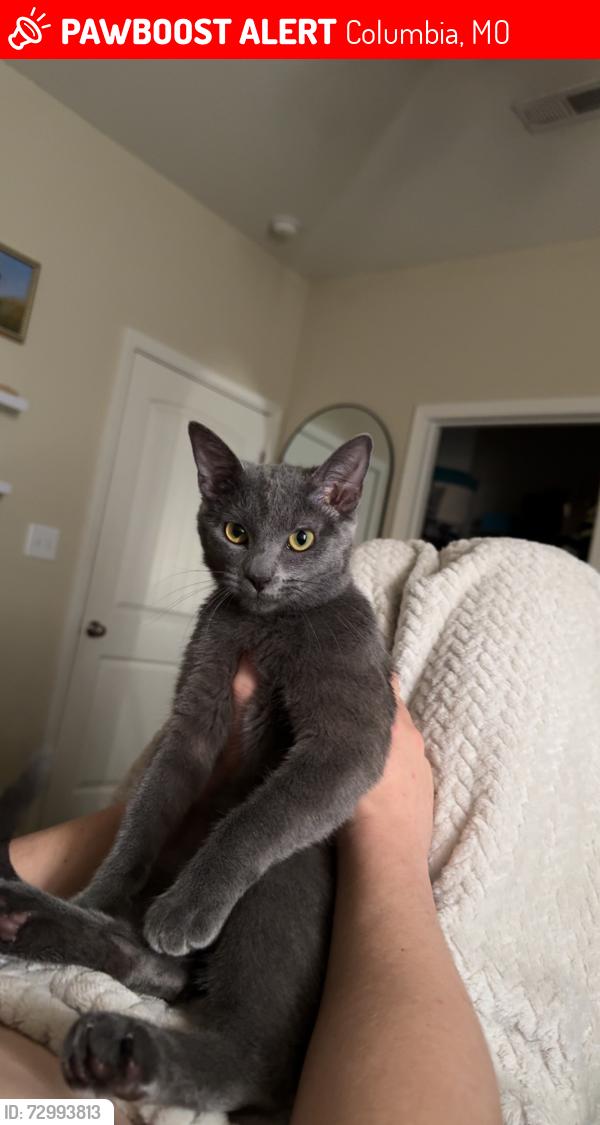Lost Female Cat last seen Aspen Heights Parkway , Columbia, MO 65201